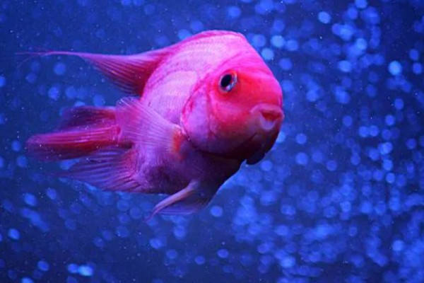 鹦鹉鱼的寿命,通常是4-5年