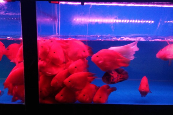 鹦鹉鱼的寿命,通常是4-5年