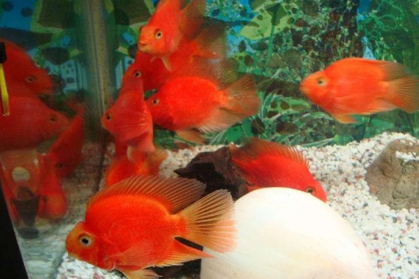 鹦鹉鱼的寿命,通常是4-5年