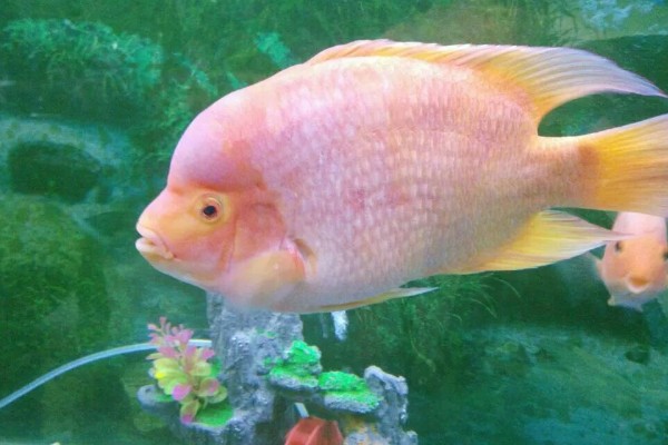 鹦鹉鱼的寿命,通常是4-5年