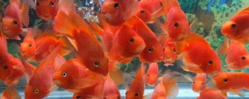 鹦鹉鱼的寿命，通常是4-5年