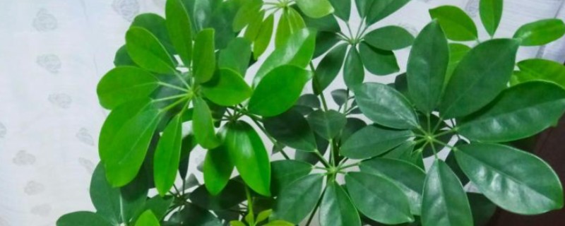 鹅掌柴的养殖方法，适合生长在较为湿润的环境中