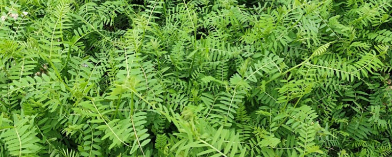 绿肥的优势特点，其来源广数量大