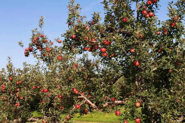 苹果套袋后要注意什么,依然要做好病虫害的防治工作