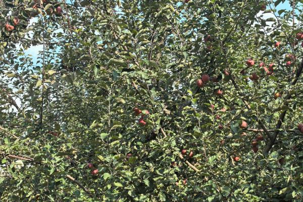 苹果套袋后要注意什么,依然要做好病虫害的防治工作