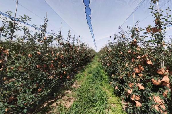 苹果套袋后要注意什么,依然要做好病虫害的防治工作