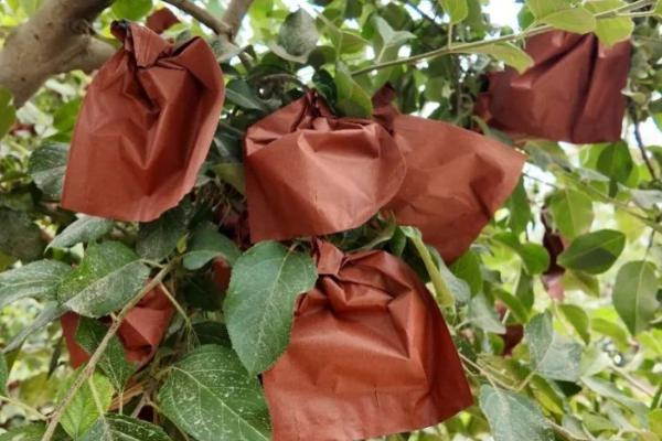 苹果套袋后要注意什么,依然要做好病虫害的防治工作