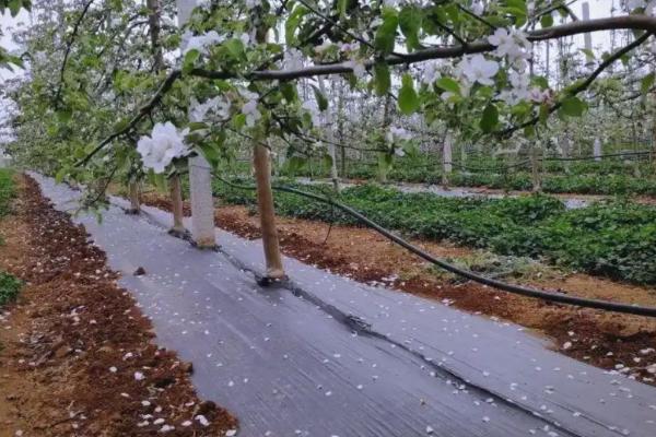 苹果套袋后要注意什么,依然要做好病虫害的防治工作