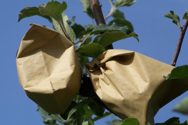 苹果套袋后要注意什么,依然要做好病虫害的防治工作