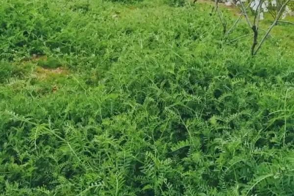 绿肥的优势特点，其来源广数量大