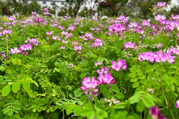 绿肥的优势特点，其来源广数量大