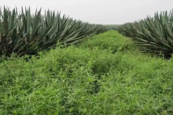 绿肥的优势特点，其来源广数量大