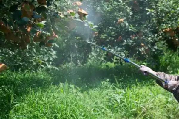 苹果套袋后要注意什么,依然要做好病虫害的防治工作