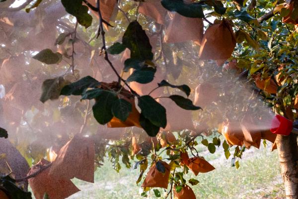 苹果套袋后要注意什么,依然要做好病虫害的防治工作