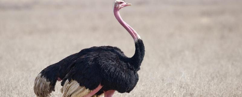 鸵鸟是不是哺乳动物，属于鸟类并非哺乳动物