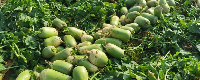 云南省禄丰市的特产，有禄丰萝卜、彝尊酒等