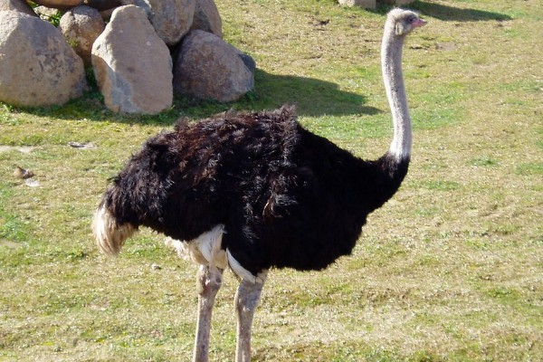 鸵鸟是不是哺乳动物，属于鸟类并非哺乳动物