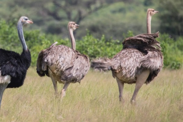 鸵鸟是不是哺乳动物，属于鸟类并非哺乳动物