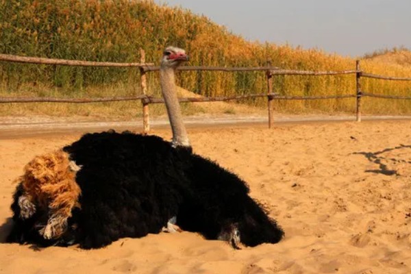 鸵鸟是不是哺乳动物，属于鸟类并非哺乳动物