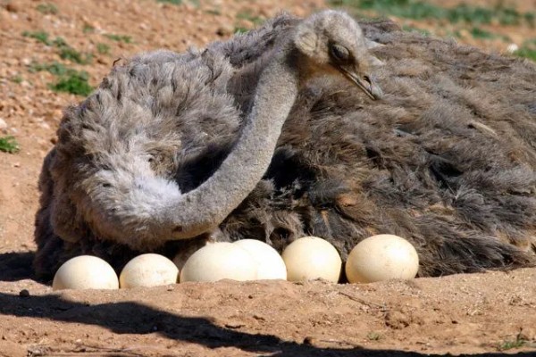 鸵鸟是不是哺乳动物，属于鸟类并非哺乳动物