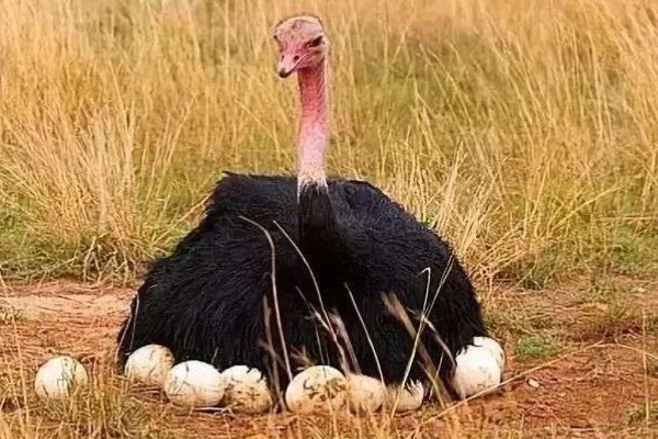 鸵鸟是不是哺乳动物，属于鸟类并非哺乳动物