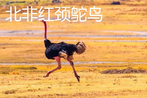 鸵鸟是不是哺乳动物，属于鸟类并非哺乳动物