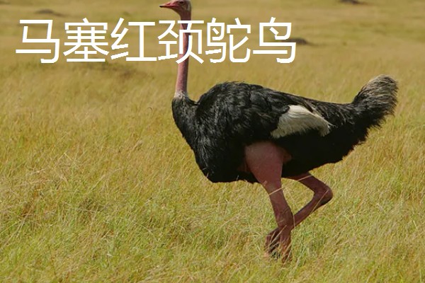 鸵鸟是不是哺乳动物，属于鸟类并非哺乳动物