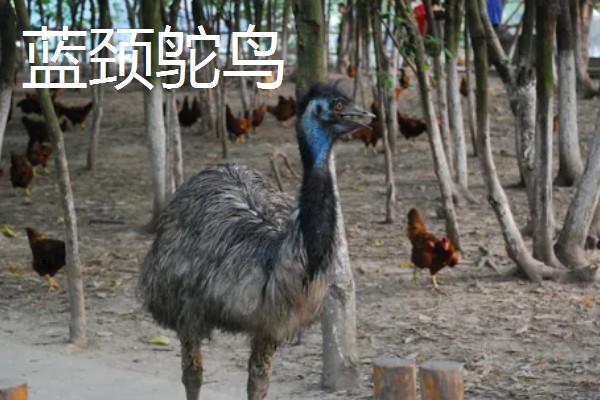 鸵鸟是不是哺乳动物，属于鸟类并非哺乳动物