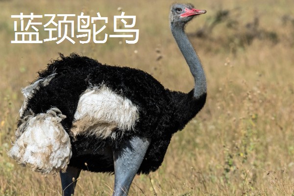 鸵鸟是不是哺乳动物，属于鸟类并非哺乳动物