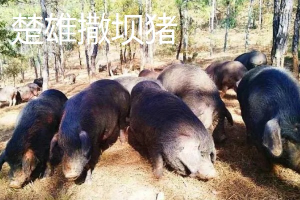 云南省禄丰市的特产，有禄丰萝卜、彝尊酒等