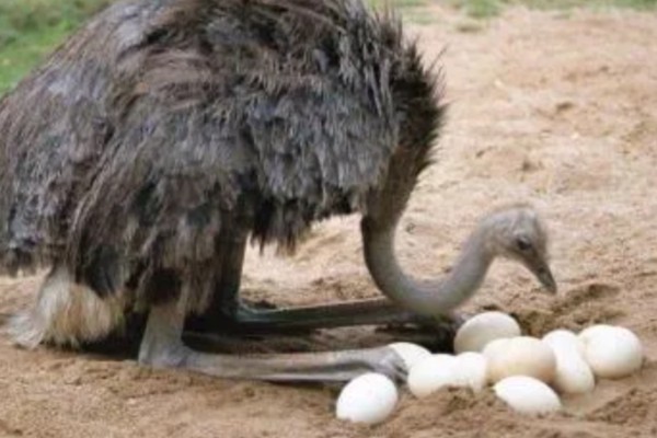 鸵鸟是不是哺乳动物，属于鸟类并非哺乳动物