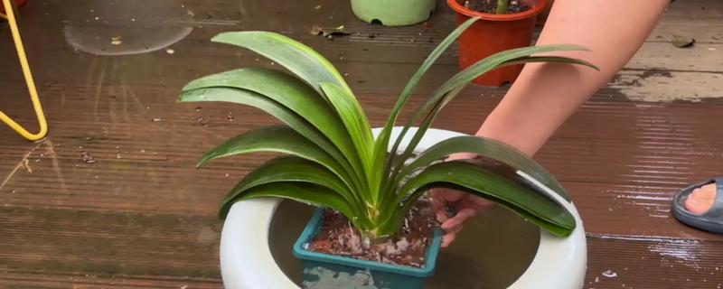 君子兰齐根割下的后果,烂根烂叶的植株割断后会长出新根茎和叶片