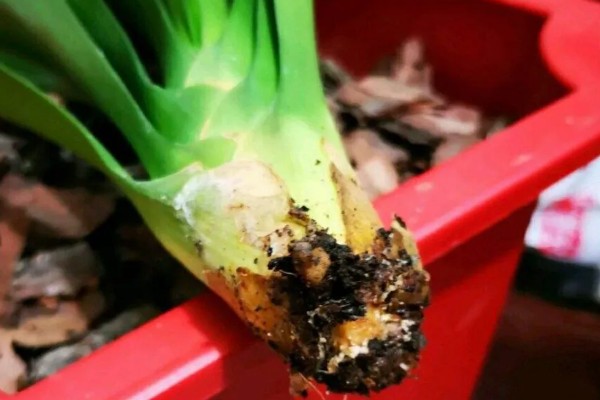 君子兰齐根割下的后果，烂根烂叶的植株割断后会长出新根茎和叶片