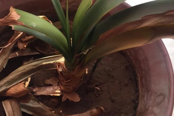 君子兰齐根割下的后果，烂根烂叶的植株割断后会长出新根茎和叶片