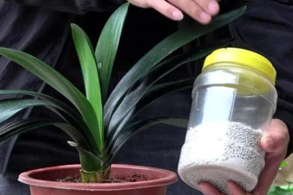 君子兰齐根割下的后果，烂根烂叶的植株割断后会长出新根茎和叶片