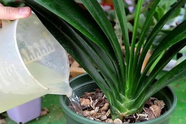 君子兰齐根割下的后果，烂根烂叶的植株割断后会长出新根茎和叶片