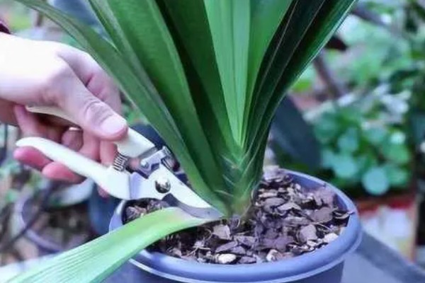 君子兰齐根割下的后果，烂根烂叶的植株割断后会长出新根茎和叶片