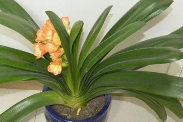 君子兰齐根割下的后果，烂根烂叶的植株割断后会长出新根茎和叶片