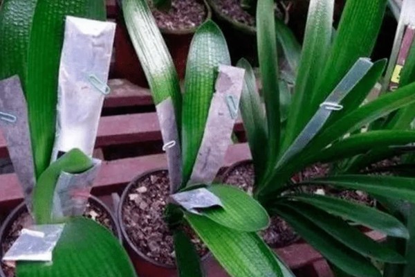 君子兰齐根割下的后果，烂根烂叶的植株割断后会长出新根茎和叶片