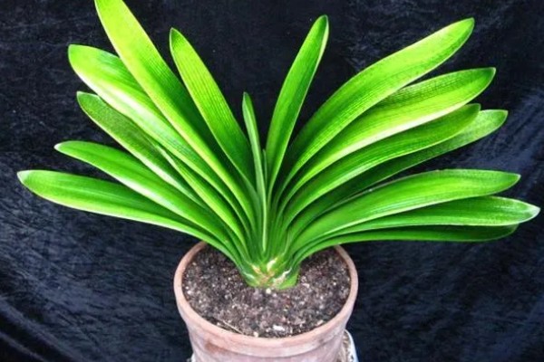 君子兰齐根割下的后果，烂根烂叶的植株割断后会长出新根茎和叶片