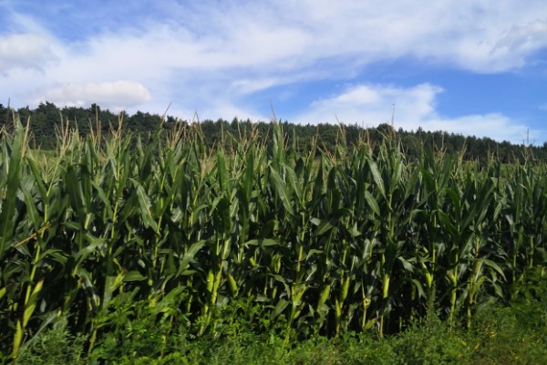 一二月份能不能种玉米,种植后无法正常拔节生长和开花