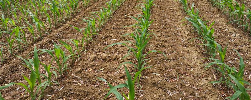 一二月份能不能种玉米，种植后无法正常拔节生长和开花