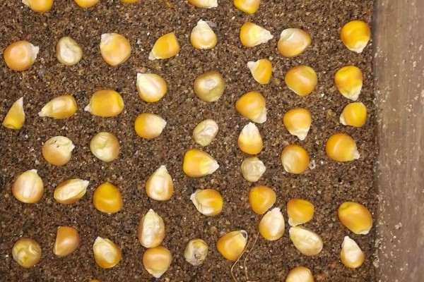 一二月份能不能种玉米,种植后无法正常拔节生长和开花