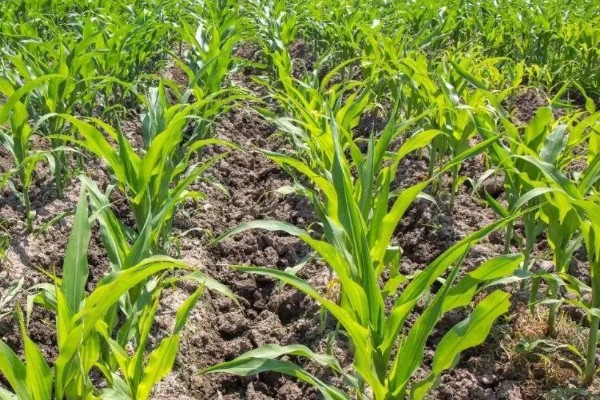 一二月份能不能种玉米,种植后无法正常拔节生长和开花