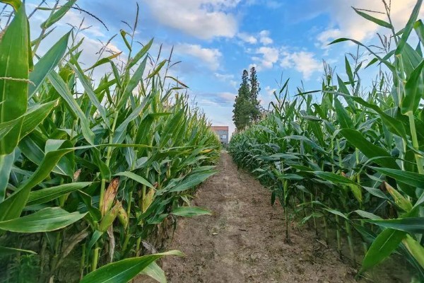 一二月份能不能种玉米,种植后无法正常拔节生长和开花