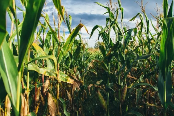 一二月份能不能种玉米,种植后无法正常拔节生长和开花