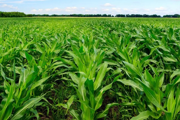 一二月份能不能种玉米,种植后无法正常拔节生长和开花