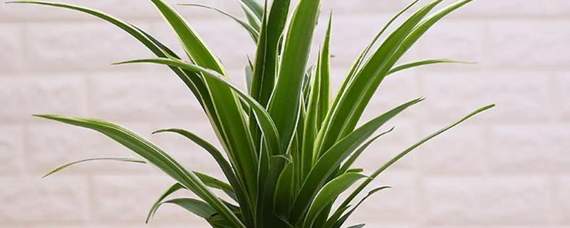 植物施肥过多的表现，过度使用氮肥会造成植株徒长