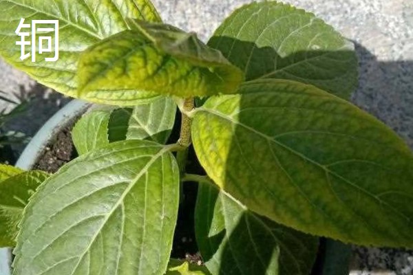 植物施肥过多的表现，过度使用氮肥会造成植株徒长