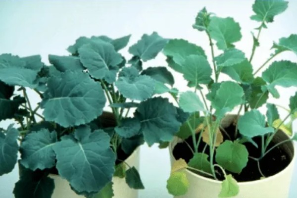 植物施肥过多的表现，过度使用氮肥会造成植株徒长